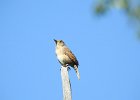 House Wren (3)