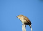 House Wren (4)