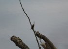 House Wren (6)