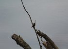 House Wren (8)