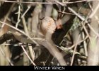 059 - 690 Winter Wren