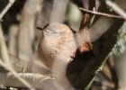 101Winter Wren