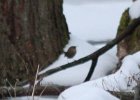 Winter Wren (1)