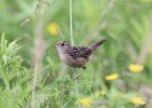 101Sedge Wren