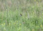 Sedge Wren (13)