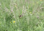 Sedge Wren (16)