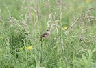 Sedge Wren (17)