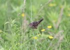 Sedge Wren (2)