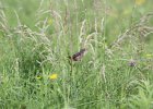 Sedge Wren (20)