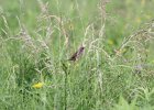 Sedge Wren (22)