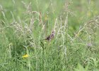 Sedge Wren (23)