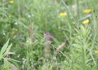 Sedge Wren (29)