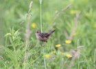 Sedge Wren (4)