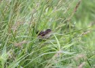 Sedge Wren (5)
