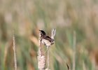 Marsh Wren (1)