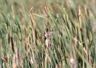 Marsh Wren (10)