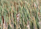 Marsh Wren (11)