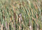Marsh Wren (12)