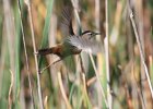 Marsh Wren (13)