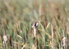 Marsh Wren (14)