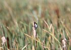 Marsh Wren (15)