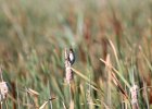 Marsh Wren (16)