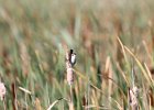 Marsh Wren (17)