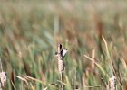 Marsh Wren (18)