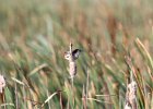 Marsh Wren (19)