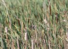 Marsh Wren (2)