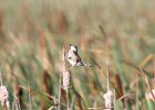 Marsh Wren (20)