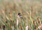 Marsh Wren (21)