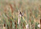 Marsh Wren (22)