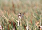 Marsh Wren (23)