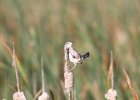 Marsh Wren (24)