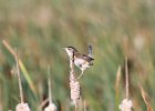 Marsh Wren (25)