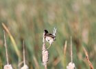 Marsh Wren (26)