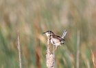 Marsh Wren (27)