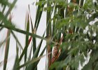 Marsh Wren (28)