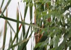 Marsh Wren (29)