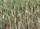 Marsh Wren (3)