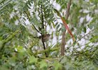 Marsh Wren (30)
