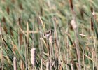 Marsh Wren (4)