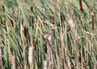 Marsh Wren (5)