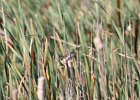 Marsh Wren (6)