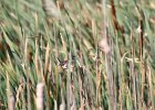 Marsh Wren (7)