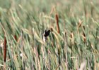 Marsh Wren (8)