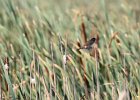 Marsh Wren (9)