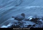 060 - 694 American Dipper