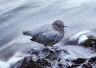 American Dipper (1)